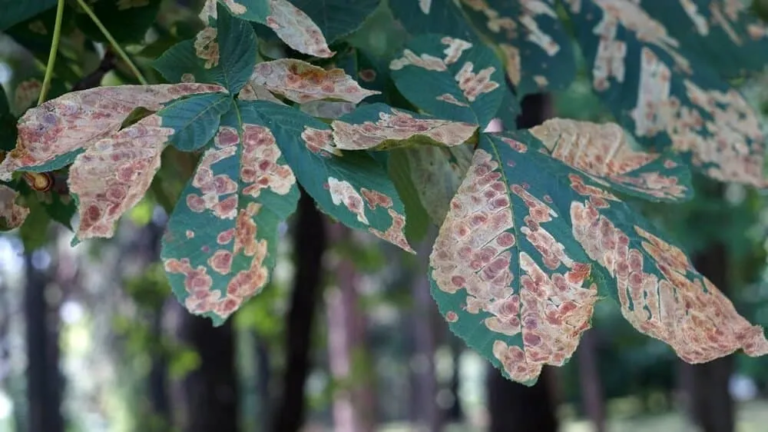Common Tree Diseases and How to Identify Them