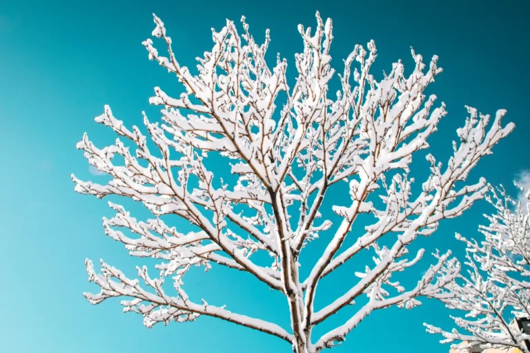 What trees should I prune in the winter? Winterizing your landscape
