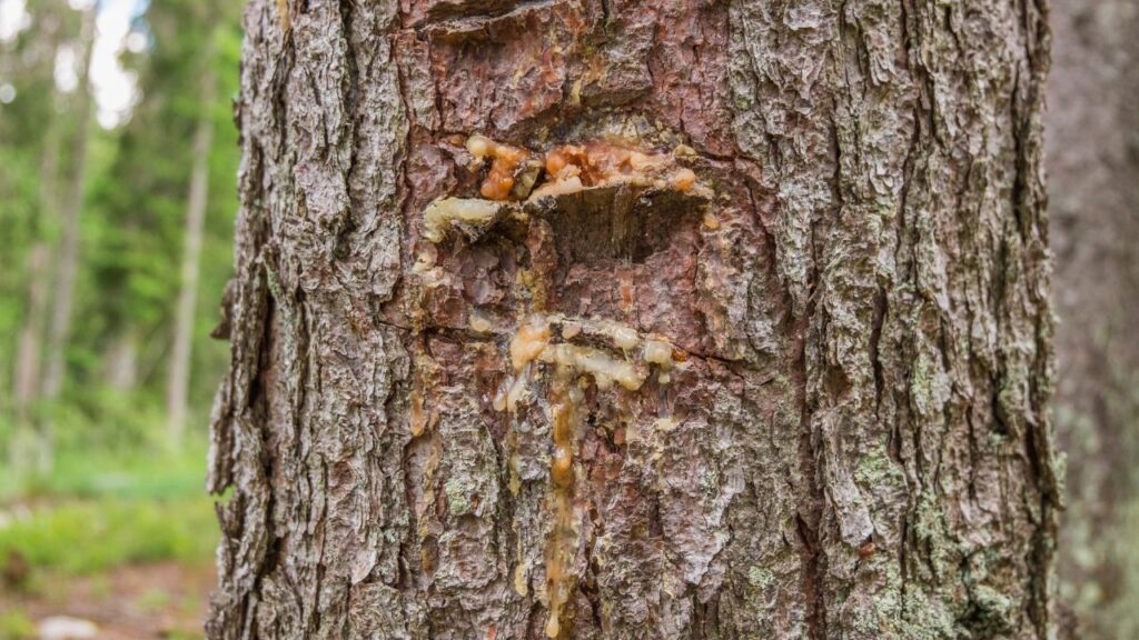 Tree Disease